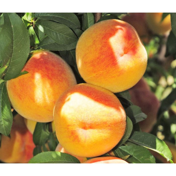 Lilleland Cling Peach Box